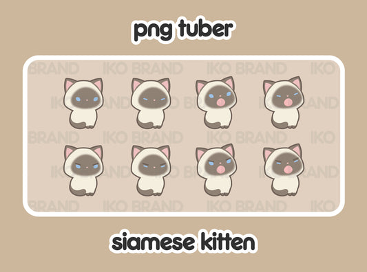 Siamese Kitten