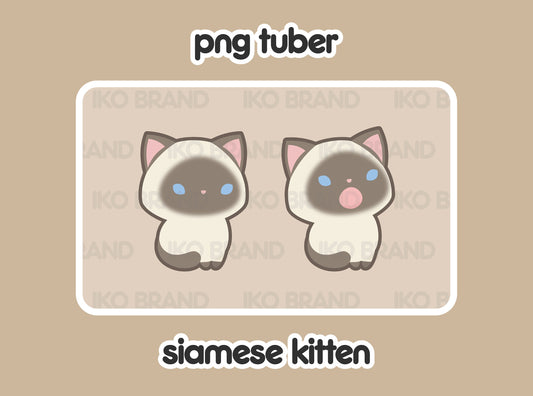 Siamese Kitten